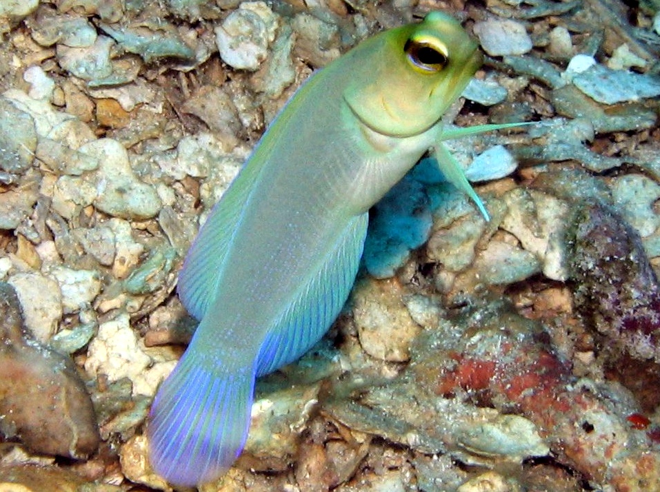 Yellowhead Jawfish